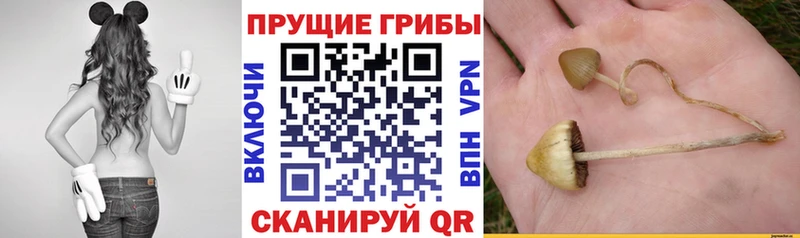 Купить  Нестеров  Псилоцибиновые грибы мухоморы 